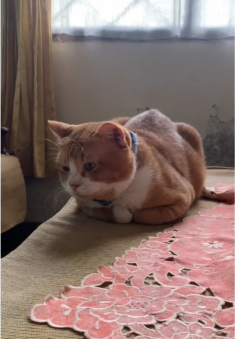 Half loaf 🥺🤏🏻 #kitten #kitty #cat #catslovers #catsoftiktok #cats #catlover #kucingtiktok #kucing #anabul #fyp #kucingoren