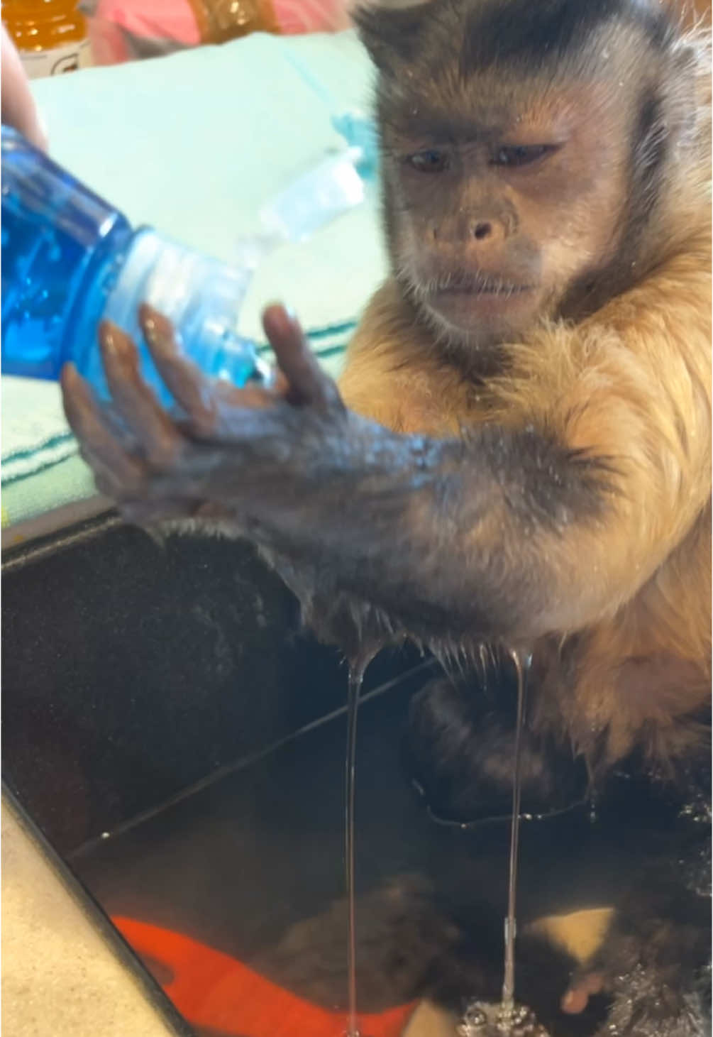 My little boo thang has tomget in the sink tomget the job done! #animal #pet #animalsoftiktok #pets #monkey #cute #baby #cutedog 