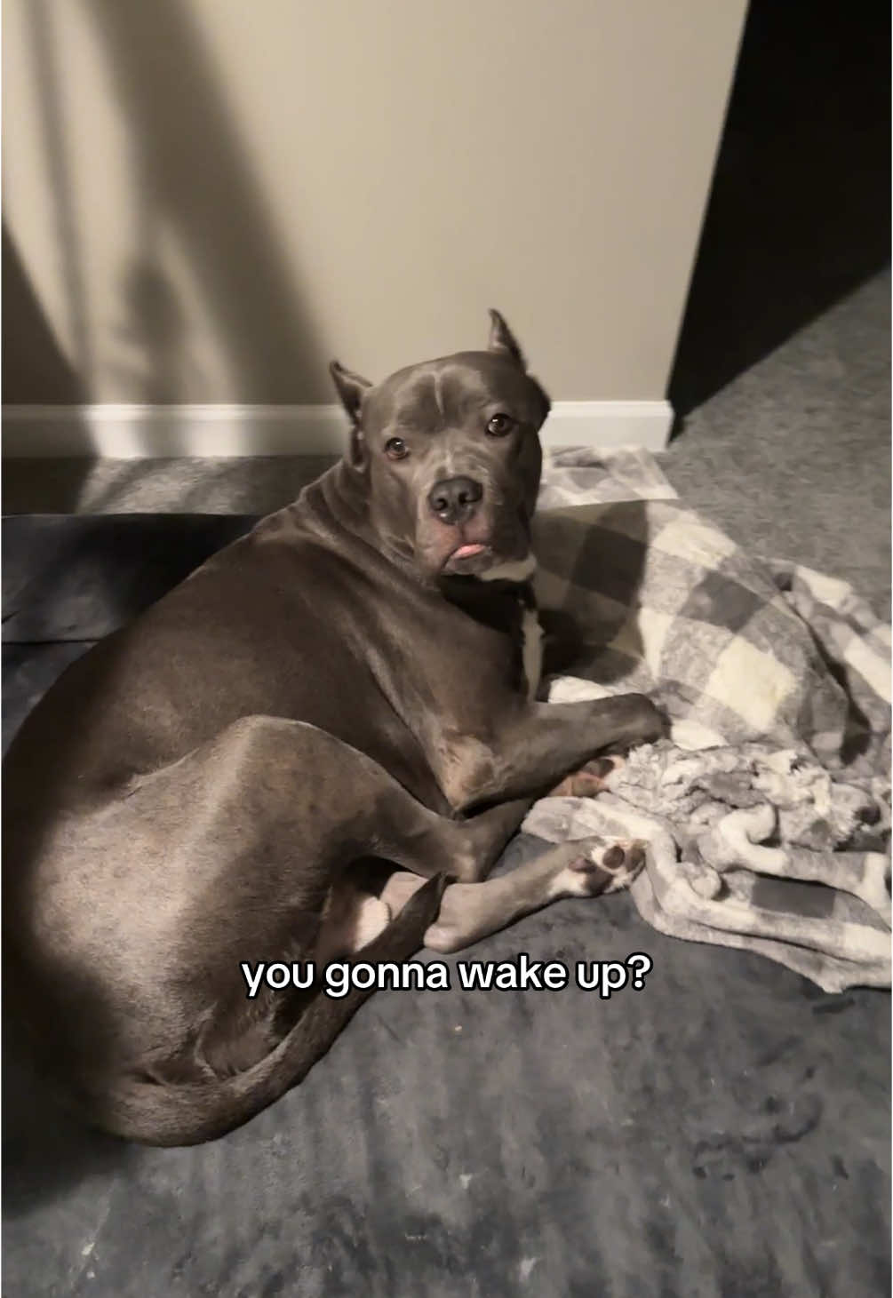 he was sick of me this morning😅 #titusthecanecorso #canecorso #canecorsoitaliano #italianmastiff #italianmastiffcanecorso #canecorsopitmix #canecorsopitbull #pitbullsoftiktok #pittiesoftiktok #dogsoftiktok #foryou #foryoupage #viral 