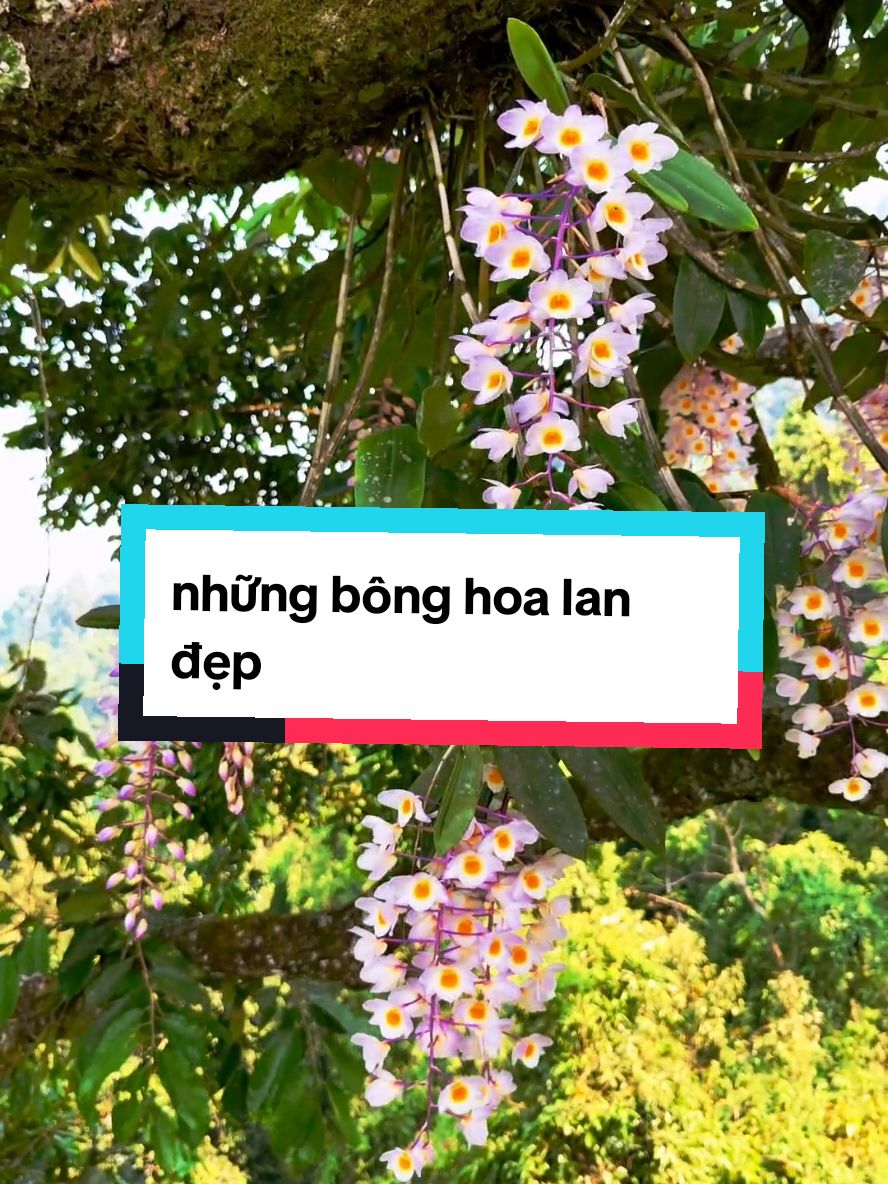 những bông hoa lan ở tự nhiên rất đẹp ❤️❤️#hoalanrung #phonglan #hoangnhant8 #hoalan #orchid 