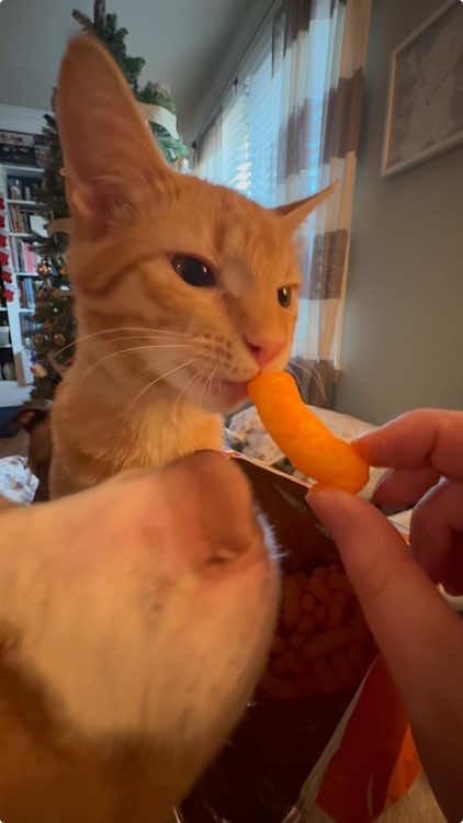 This cat is really making me laugh😂🤣#cat #cats #cutecat #catsoftik #fyp #funny #fouyoupage #funnyvideos #funnytiktok #funnyanimals #foryour #funnycat #kitty 