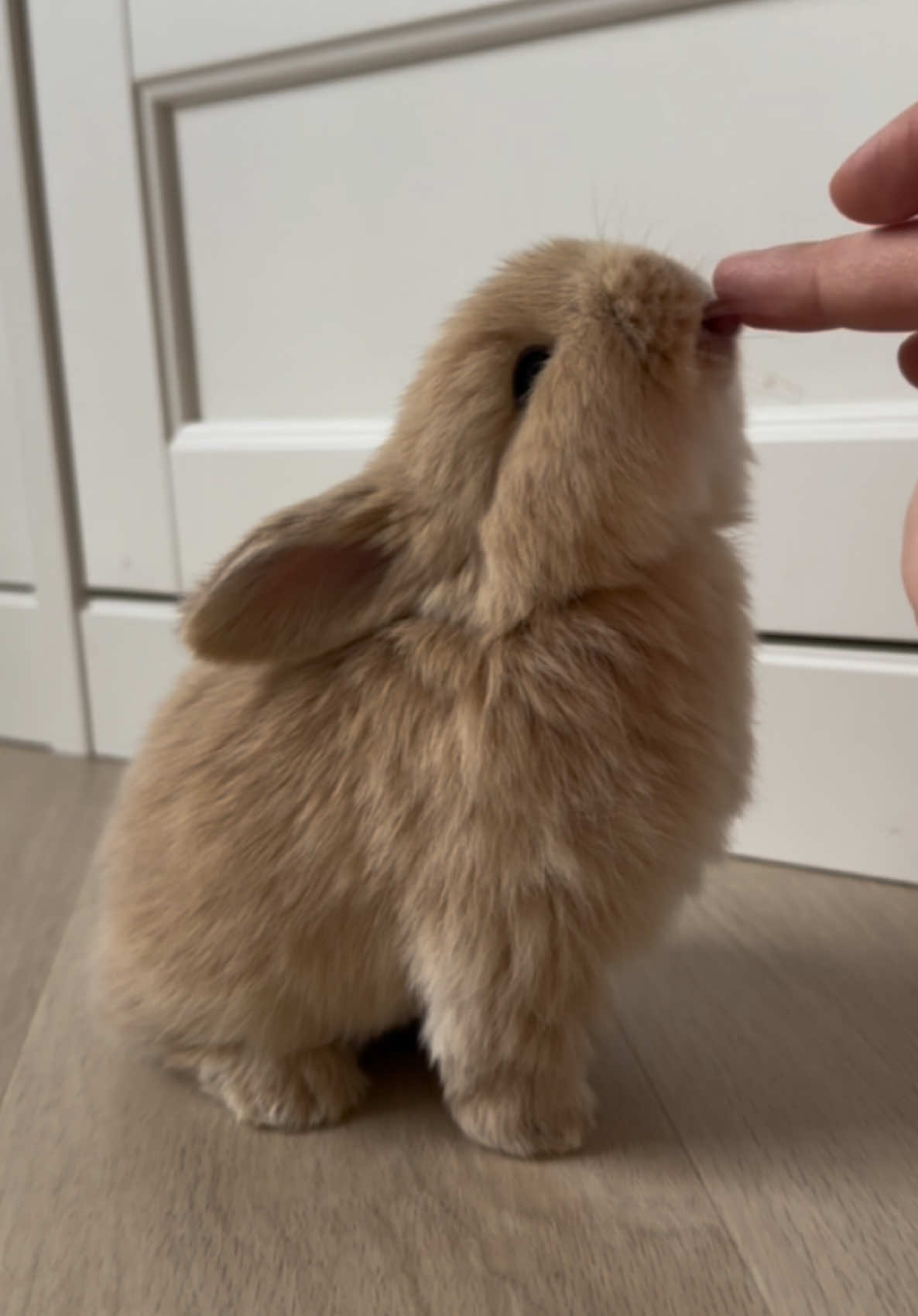 Cuteness overload 🐰🩵🥺 #bunny #bunnybaby #bunnybabys #cutebunny #cute #rabbitsoftiktok #bunnytok #bunnygirlsenpai #rabbits #animal #animalsoftiktok #rabbithack #bunnyhack #baby #animalbaby #cutestbaby #beige #beigebunny #bunnyhome #loveyou #kärlek #minilop #minilopbunny #minilopsoftiktok #minilopbunnies #minilops #dvärgvädur #hollandlopbunny #dwarf #minibunny #minirabbit 