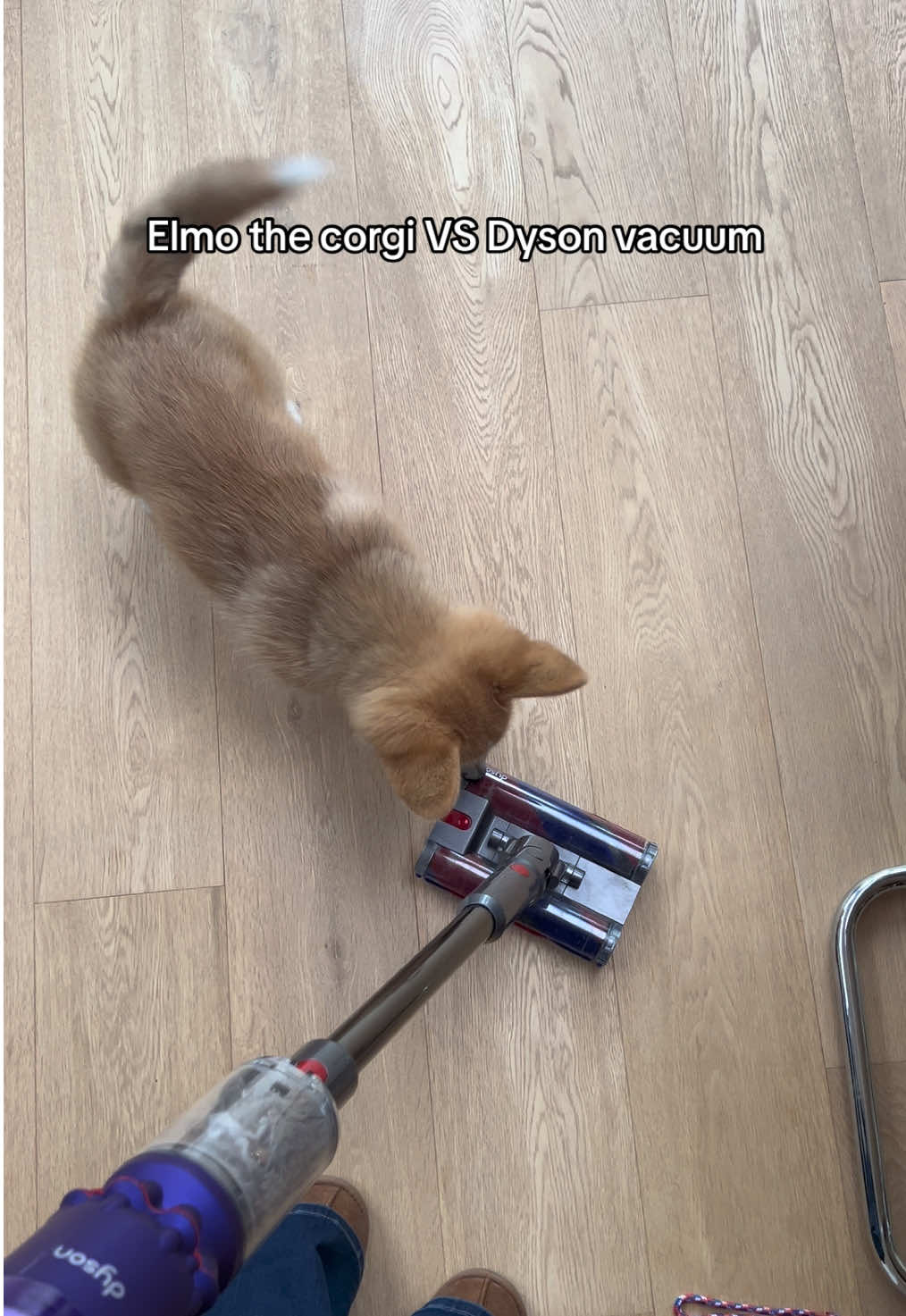 2-in-1 toy/vacuum @Dyson 😂 #welshcorgipembroke #welshcorgi #puppylove #corgi #corgipuppy #corgisoftiktok #dogsoftiktok 