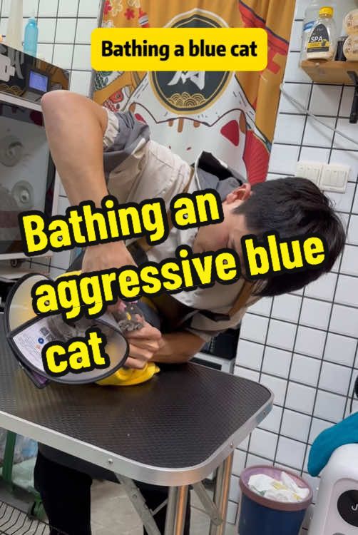 Bathing a blue british shorthair cat #Cat #catbath #catgrooming #catcare #fyp #catsoftiktok #britishshorthair 