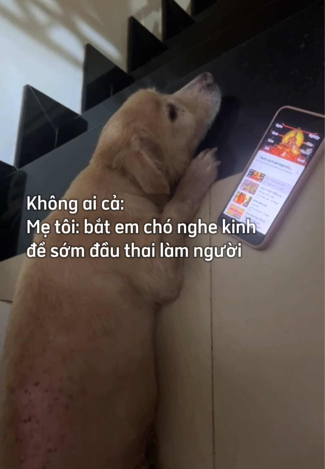 Được cái nghe lời mẹ :)) #fyp #đềxuất #xuhuong #dog#xuhướngdoglovers #dogperson   