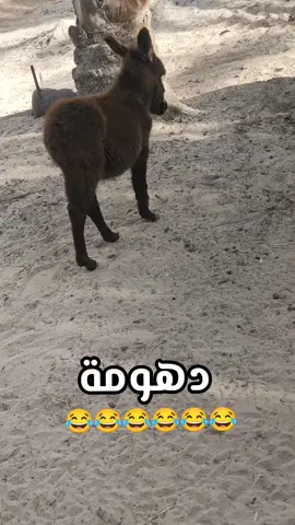 #الشعب_الصيني_ماله_حل😂😂 #🤣🤣🤣🤣🤣🤣🤣🤣🤣🤣🤣🤣🤣🤣🤣🤣 #اذكروا_الله 