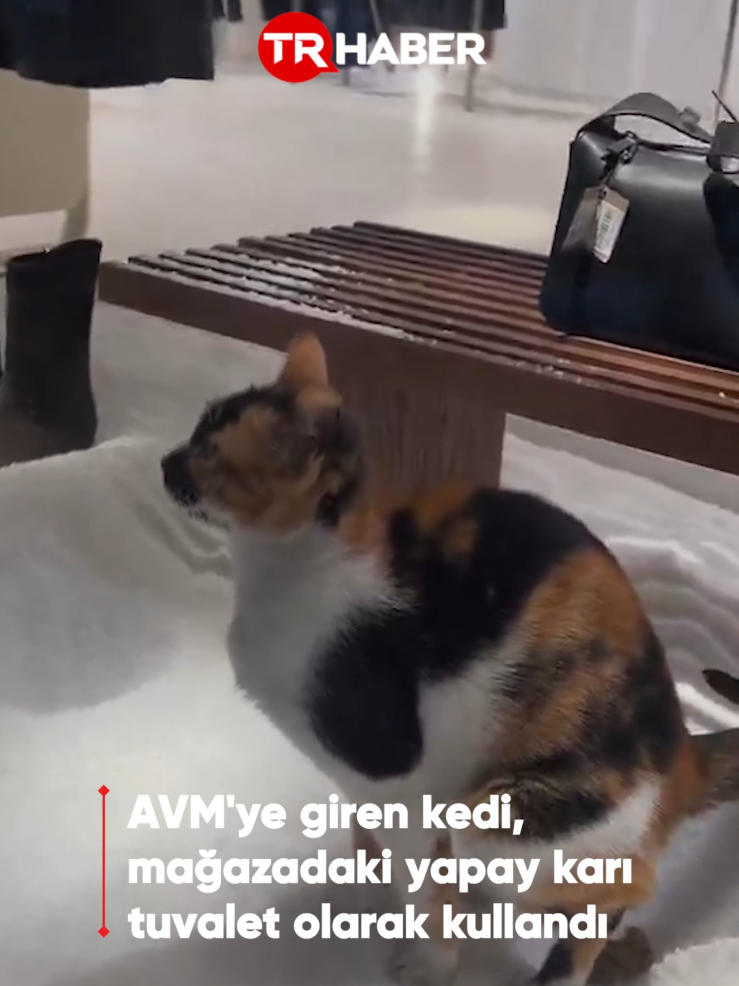 İstanbul'da AVM'ye giren bir kedi, mağazadaki yapay karı kedi kumu sanıp tuvaletini yaptı. #haber #gündem #istanbul #avm #kedi