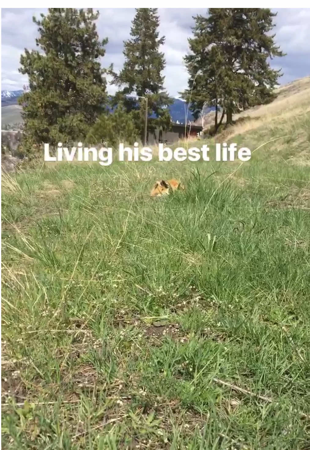 My guinea pig and I exploring the mountains #fyp #viral #guineapig #guineapigsoftiktok 