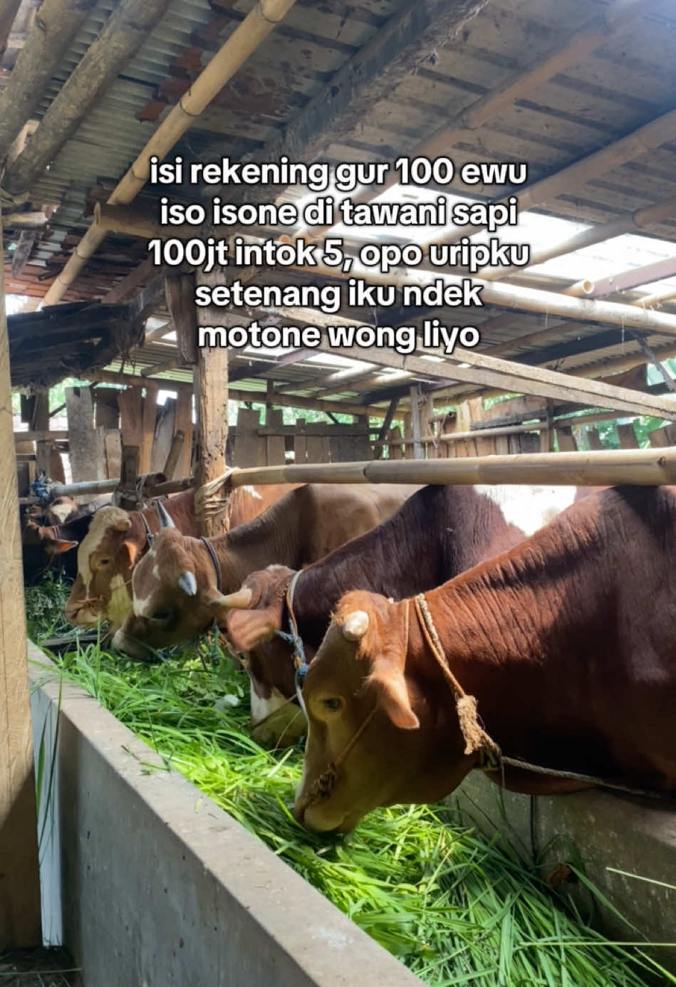 Scene 059 || #sapi #sapijumbo #peternakmuda #sapilimosinsuper #peternaksapiindonesia #fyppppppppppppppppppppppp #bosmuda #peternak #masukberanda #fy #fypage #peternaksapiindonesia 