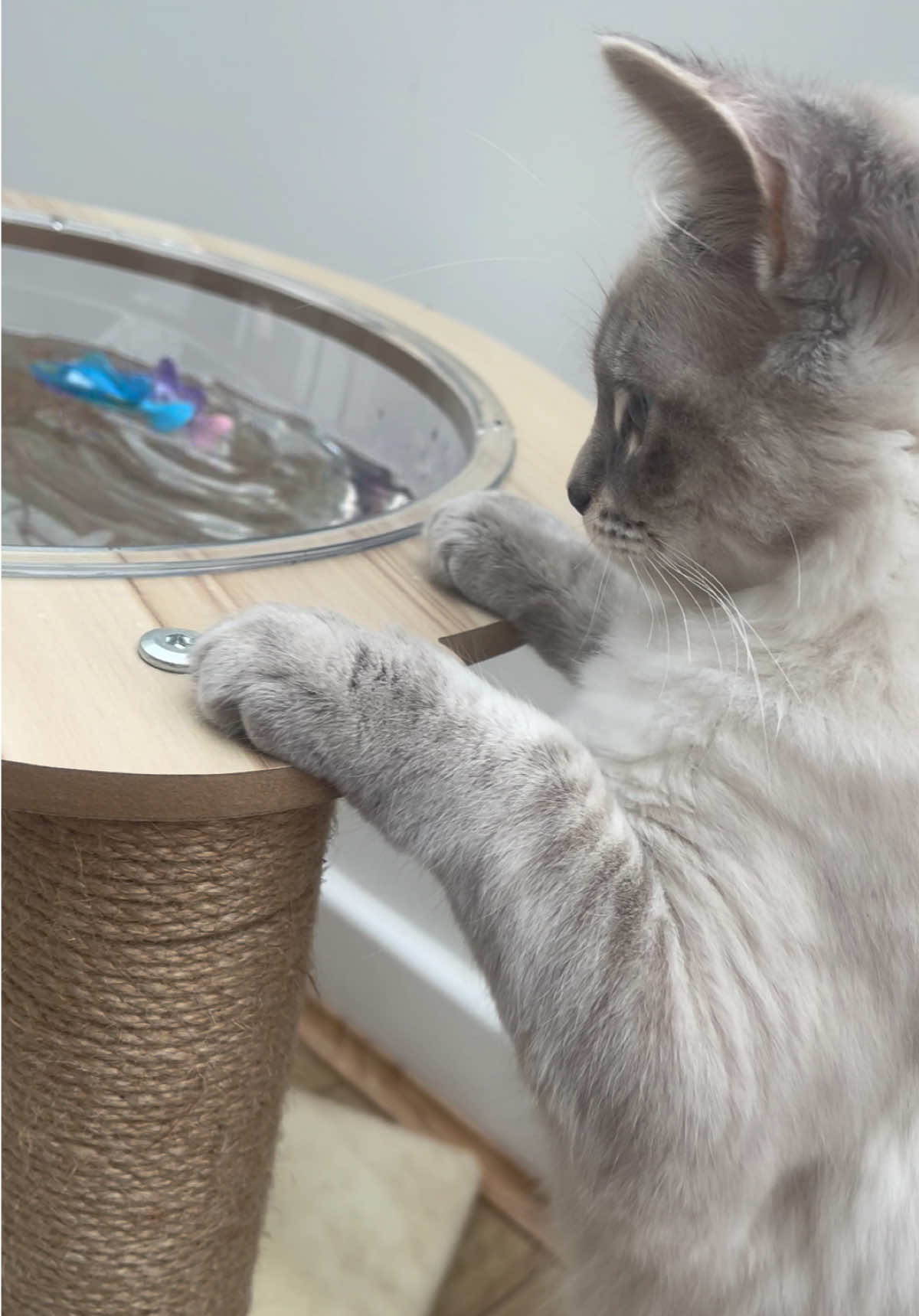 Kitten enrichment  Mochi & bobas pet robo fish 🎣💧🐾 #cat #catenrichmentm #kittenenrichment #kittenfun #catfun #catplay #playfulcat #playfulkitten #cattoys #kittensoftiktok #fyp #playtime #robofish #furbaby 