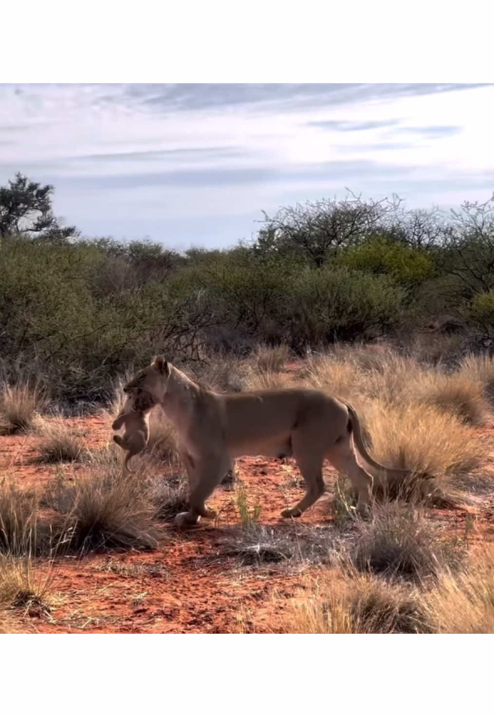 Lion mum and her adorable cub 