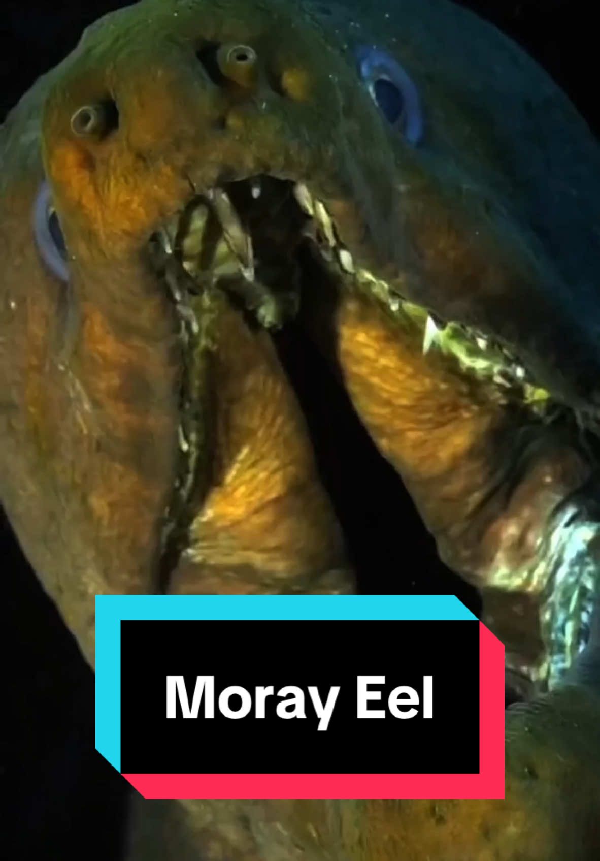 Discover Moray Eel 🐟 a very cute pet 😍