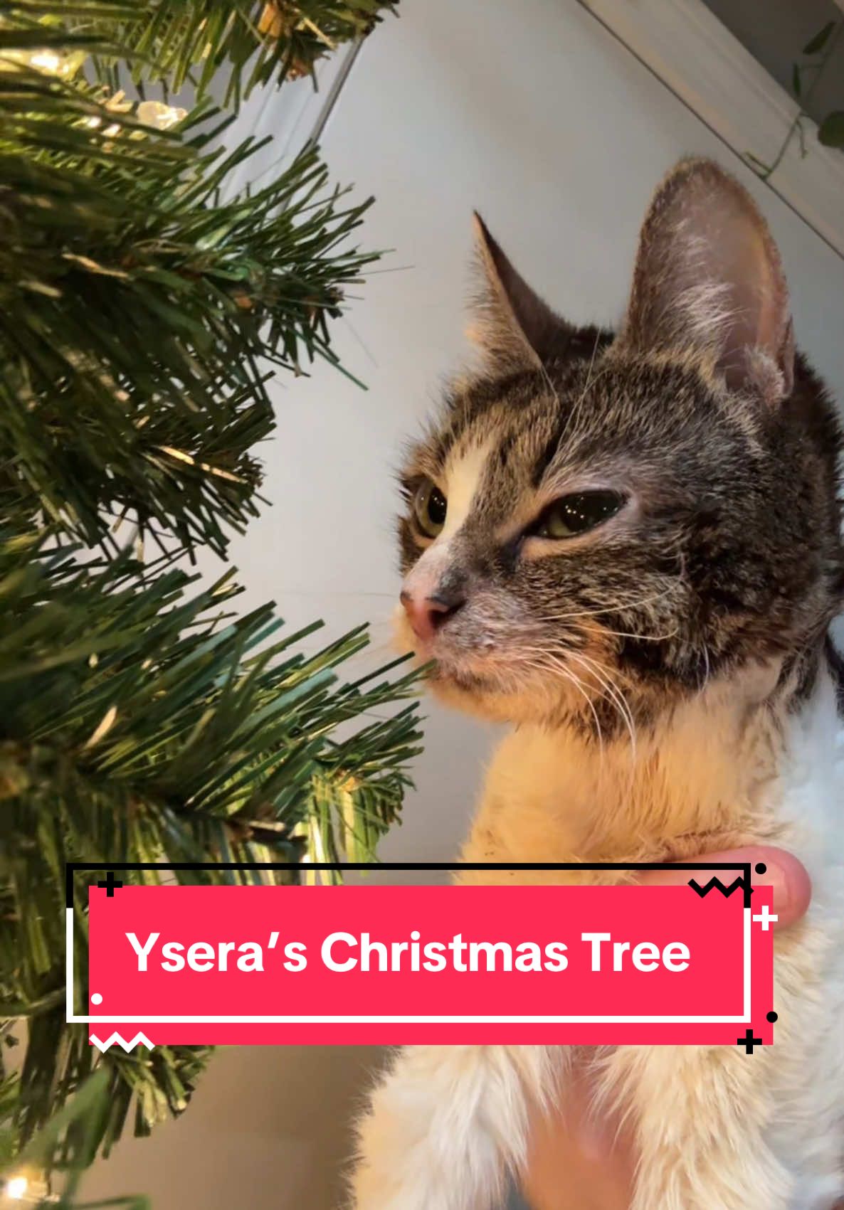 Yseras new christmas tree is up. Ysera eye is fine, she was just laying on one side to long. Goes back to normal in 5 min #ysera #yseratok #kitten #cute #specialcat #catsoftiktok #kitty #goodmorningysera #catsofinstagram #catsoffacebook #ndd #neurodegenerativedisease #yserasarmy #christmas #yseraschristmas 