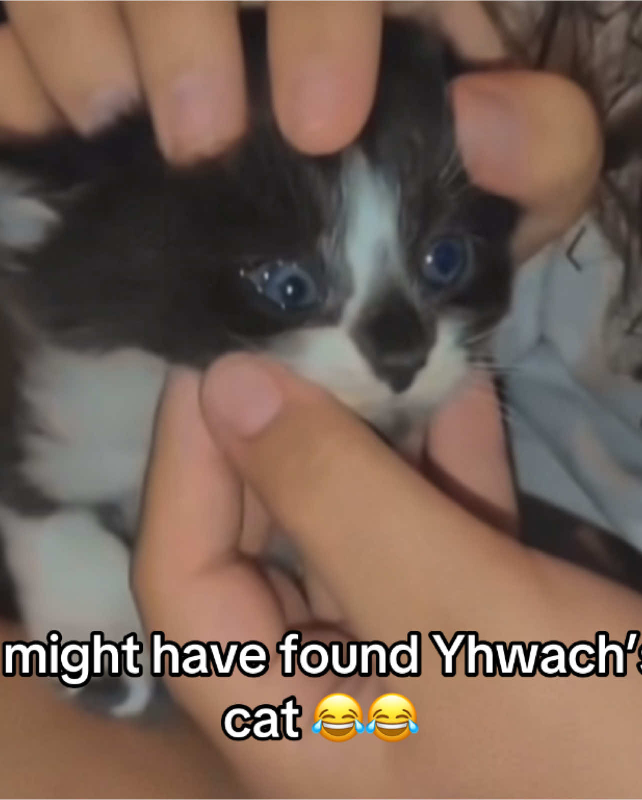 Found Yhwach’s cat 😂 #bleach #bleachanime #yhwach #anime #animetiktok #fyp