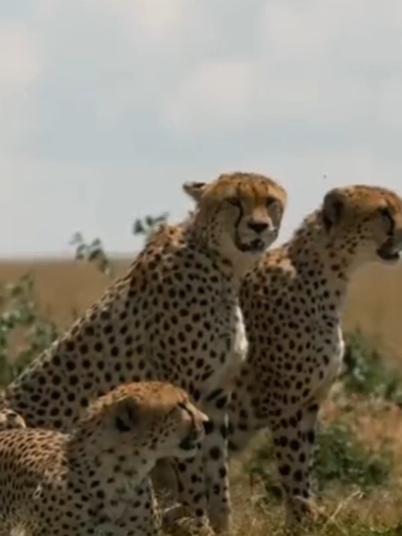 Cheetahs attack wildebeests #worldanimals #wildanimals #wildlife #foryou 