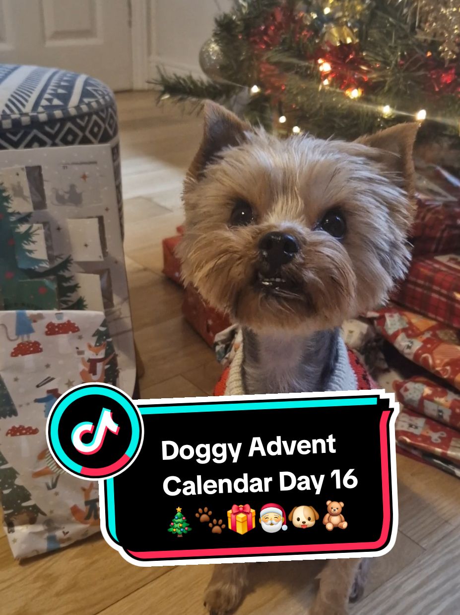 Doggy Advent Calendar Day 16 🎄🐾  #yorkieterrier #yorkiemommy #yorkshire_terriers #yorkiemummy #yorkiesoftiktok #yorkiemum #yorkiemom #yorkshireterrier #yorkiesofficial #dogtok 