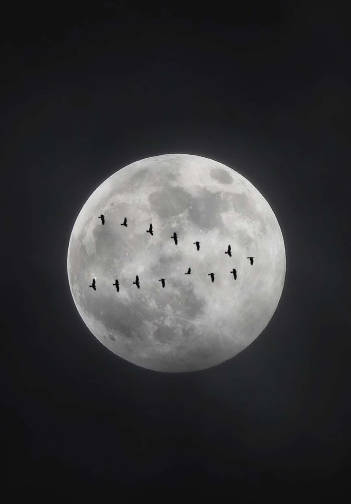 The power of full moon 🌕 #fullmoon #nightsky #aestheticvideos #birds #night #viral #trending #calmdown #calmvibes #relaxingvideos #moon