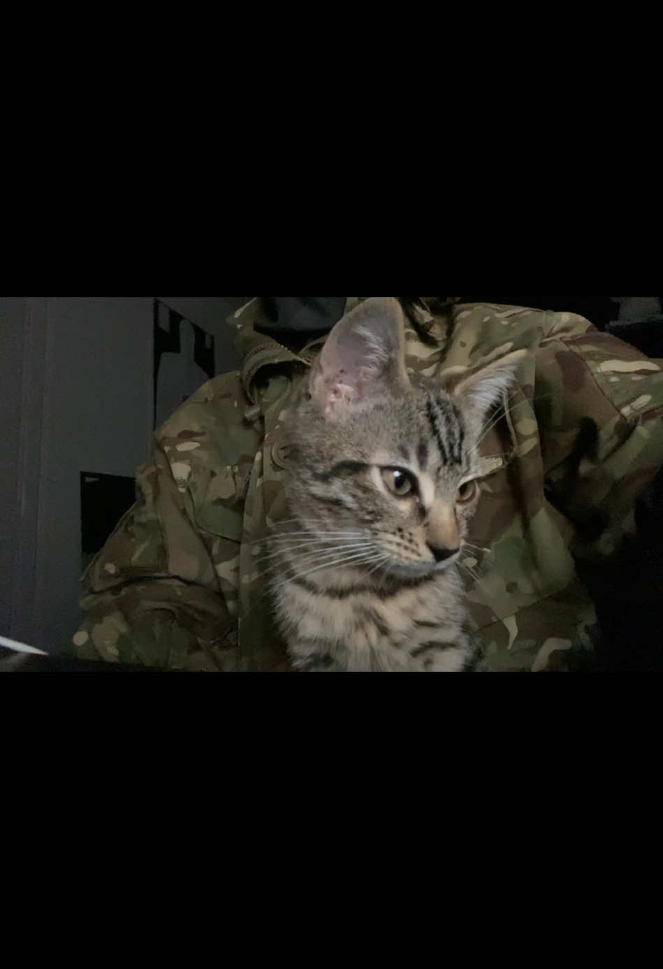 As handsome as his daddy  #maskedmen #maskedman #mask #military #kitten 