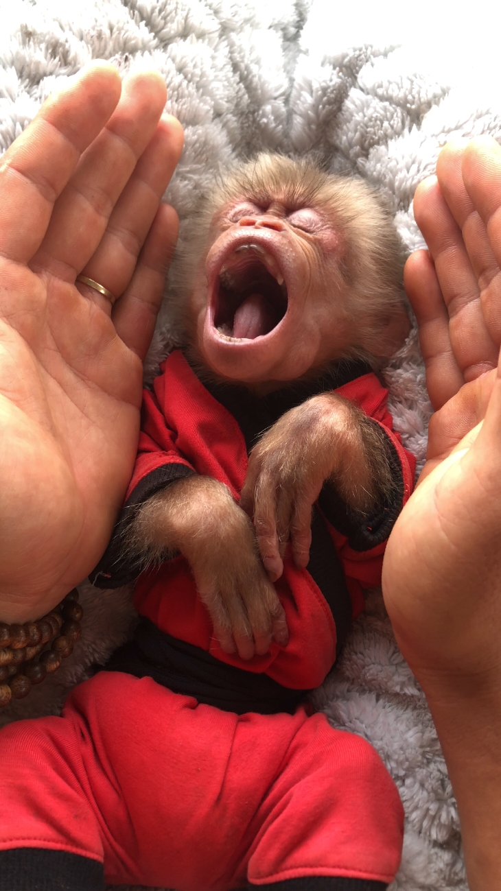 Cute monkey Bon sleep.#usa_tiktok #cuteanimals #monkeydluffy #cutemonkey 