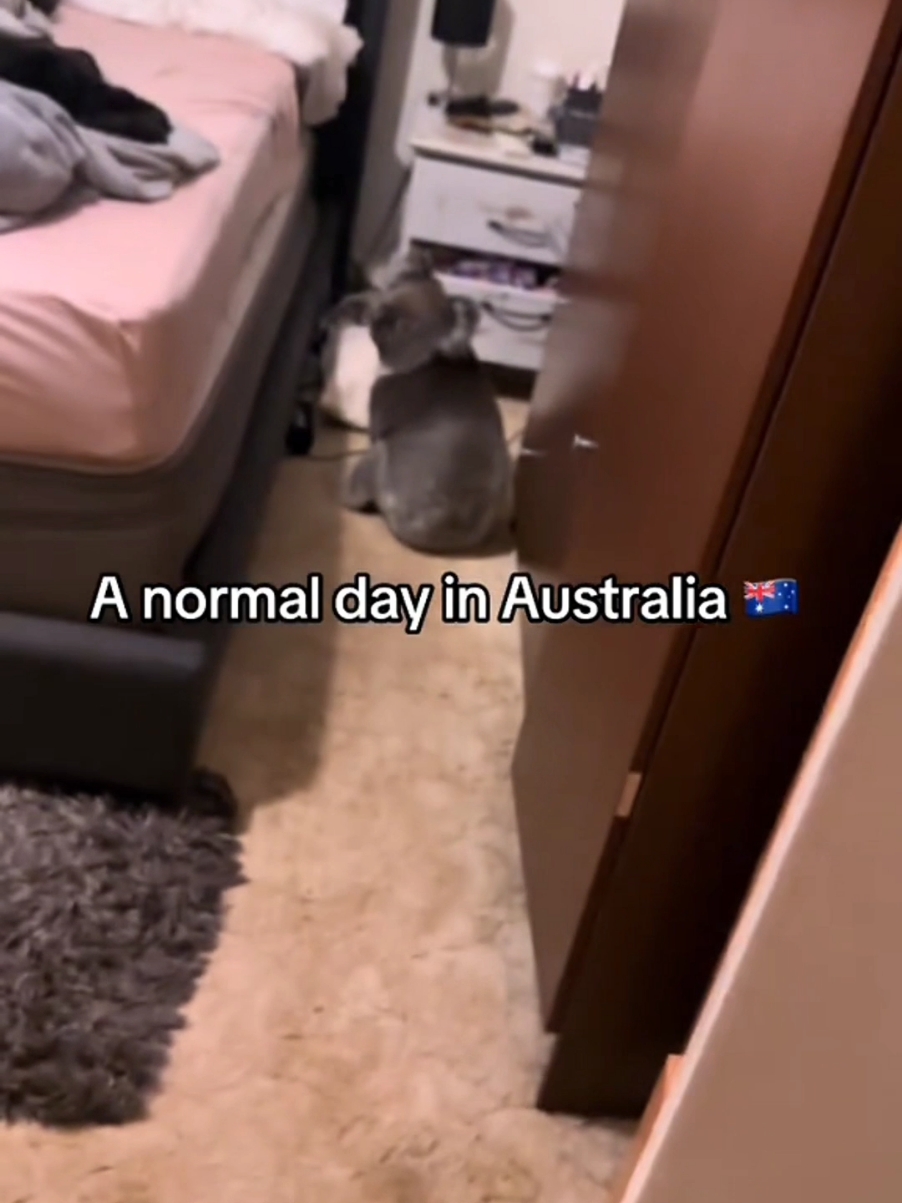 A normal day in #australia 🦘🌏  #animalsoftiktok #animalworld #koala #kangaroo #fyp 