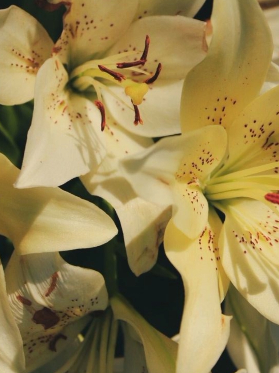 ˖ ࣪⭑ #flowers #moodboard #lillies #cute #pinterest #fyp 