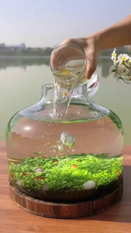 Do you want one?#foryou #foryoupage #nature #plants #aquarium #fishtank 
