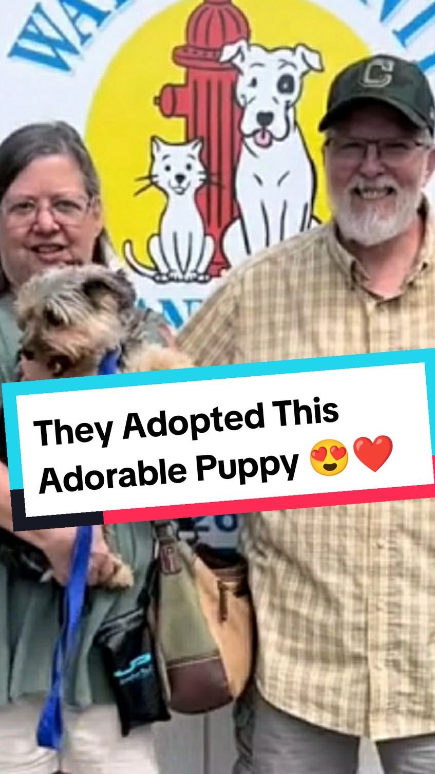 Dogs Reactions To Being Adopted ❤️😍 #dog #dogsoftiktok #dogs #doglover #doggo #dogtok #shelter #shelterdog #adopt #adoptme #adoption #emotional #wholesome #hearttouching #heartwarming #moments #reactions #fyp #foryoupage #fypシ 