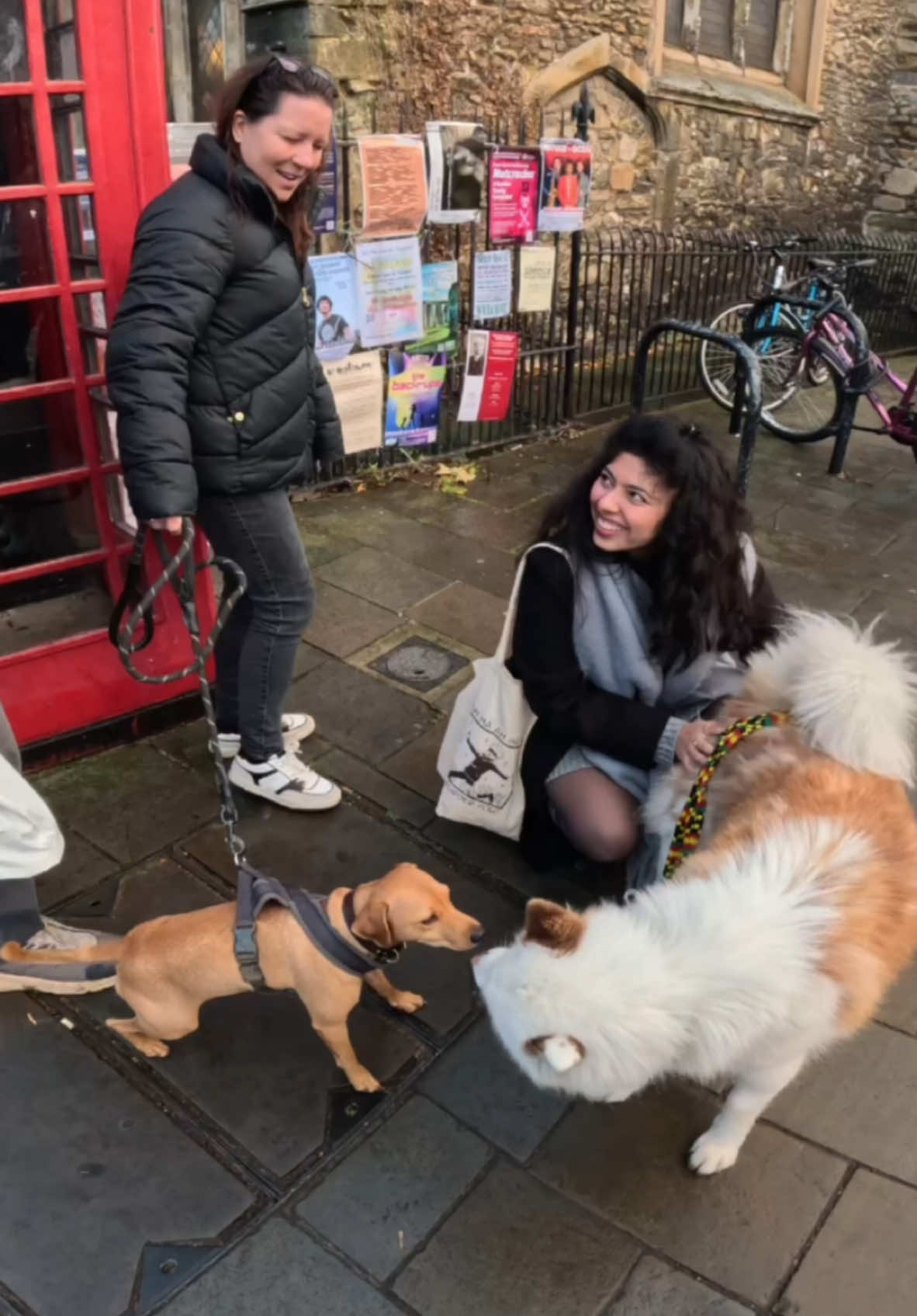 Interactions with my dog!!  #husky #dog #viral #violasnow #fyp #foryou #celebrity #fans 