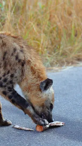 Lunch time! A Hyena feasting on a bone in Kruger National Park, South Africa. #southafrica #krugernationalpark #hyena #wildlife #animals #krugerwildlife #nationalpark #exploresouthafrica #explore #safari #dailypost