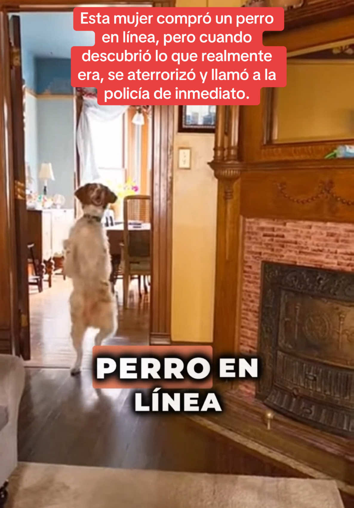 Esta mujer compró un perro en línea, pero cuando descubrió lo que realmente era, se aterrorizó y llamó a la policía de inmediato. #historiasimpactantes #sorprendente #Sorpresa #misterio 