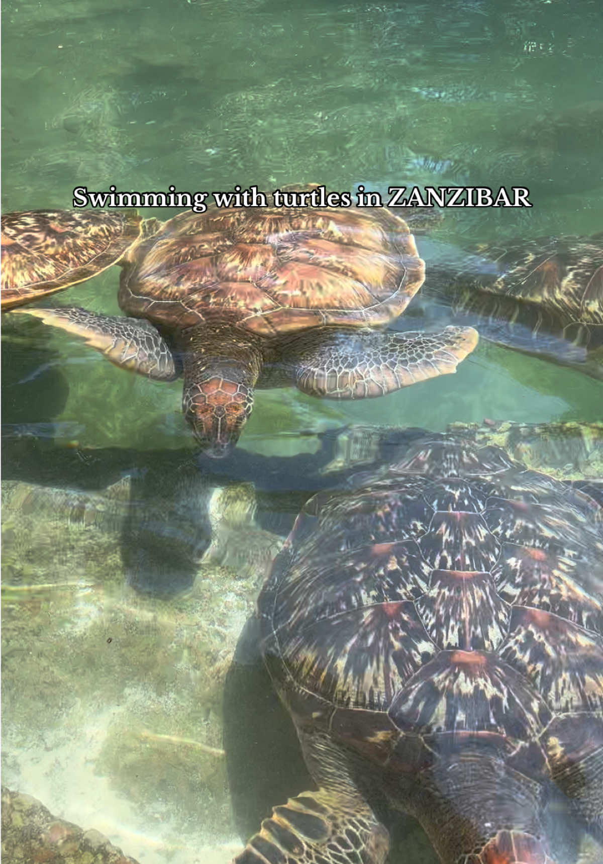 Experience once-in-lifetime moments by swimming with the friendly turtles at the Natural Aquarium.🐢 BOOK WITH ME!📩 #zanzibar #fyp #travel #foryou #turtle 