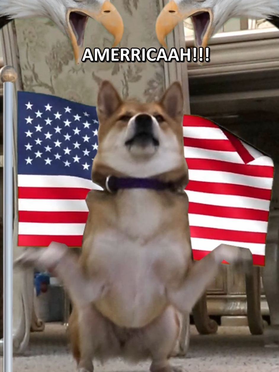 How Americans greet each other . #dogtok #dogsoftiktok #doggo #dog #cutedog #doglovers #shibainu #shibe #fyp #shibalove #shiba #shibaholics #sealwinnie #doghumor #foryou #meme #anime #engrish #excelsaga 