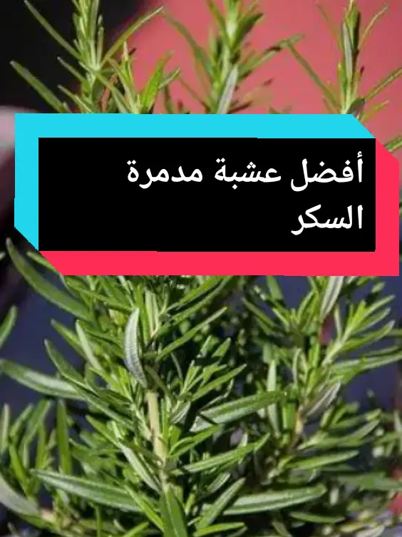 #عشبة_المعجزة #مدمرة_السكر #مرض_السكري #أعشاب #أعشاب_أسرار_الطبيعة #أعشاب_طبية #أعشاب_الطبيعة #عشبة_القراص #تنقيص_الوزن #السمنة_المفرطة #حرق_دهون_البطن #تغذية_صحية #تغذية_علاجية #تغذية_الاطفال #صحة_المرأة #صحة_الرجل #fyyyyyyyyyyyyyyyy #fouryou  #صلوا_على_رسول_الله 