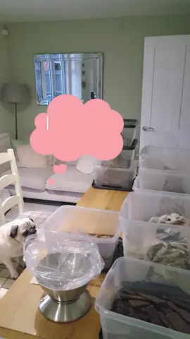 Maisie Moo the pug strikes again!  The Pick 'N' mix treats were obviously irresistible 😂😂 #funkypawsco #naughtypug #pug #naturaltreats #naturaldogtreats #dogtreats #pugs #pugsoftiktok 