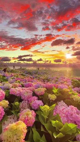 Sunset and flowers. I like both of them ✨#sunset #fyp 