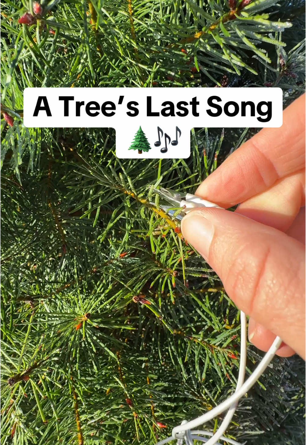 This is the last song of a Christmas tree using a PlantWave plant music device.  If this is your tree, let us know! Get PlantWave today from our TikTok shop! #plantwave #plantmusic #christmas #christmastree #christmastreefarm #nature #soundsoflife #treetok #trees 