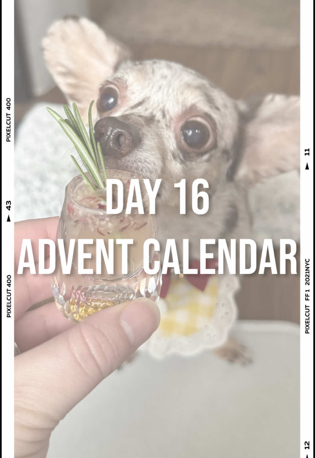 Happy day 16!! 🥰 Is def what I needed today. 😋🤌🏼 Every day I get to opens a gift frum one of my followers for my “advent calendar.” Today is frum Christina. Thanx u so much! Cran Aperol Spritz Dogtail Recipe: •3 cranberries •1/2 cutie orange •3 tbsp unsweetened coconut water •3 tbsp water Squeeze the juice of the orange and blend all ingredients together. Serve with a sprig of rosemary for decoration. Enjoy!  ⚠️ Some dogs may be sensitive to certain ingredients. Have them try small sample first. These are considered treats and should not be substituted for meals. Consult your vet if you have any questions. #adventcalendar #day16 #doggift #happydog #chiweenie #dogtail #cranberry #cranberrydrink #dogdrink #dogasmr #souschef #amazonwishlist 