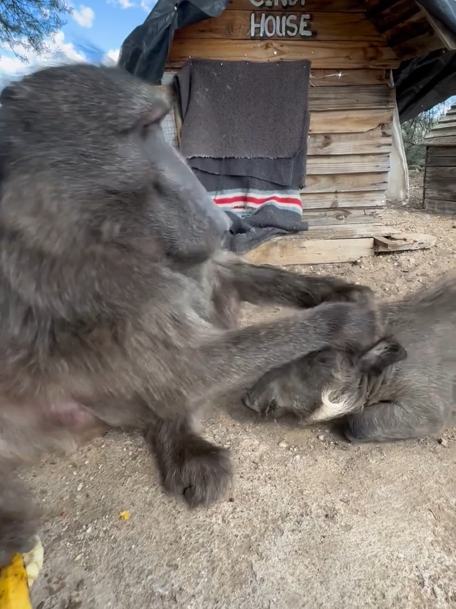 Cindy the Baboon does not share food! 🤣🥰 #monkey  #animal #funnyanimals #animalsoftiktok #funnytiktok 