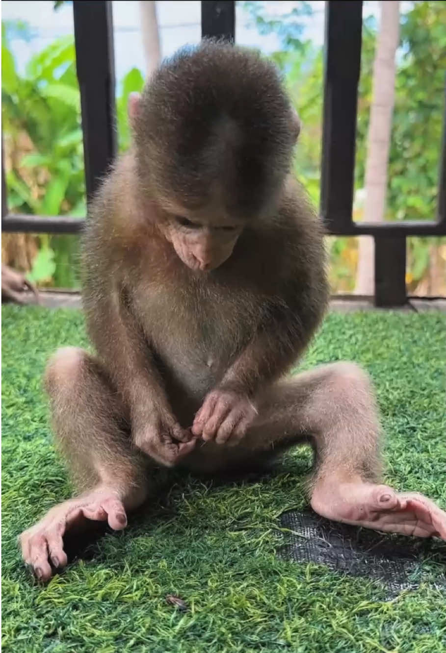 The funny baby monkey #monkey #monkeys #monkeysoftiktok #monkeydluffy #monkeybaby #monkeyface #babymonkey #cute #cutemonkey #cuteanimals #viralvideo #poor #rescue #fyp #stuck #pet #usa🇺🇸 #animals 