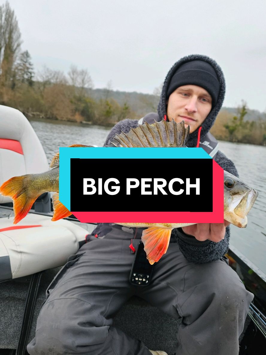 Une belle pizza au KVD 🍒💥  #Barsh #Perche #Perch #Fish #Angler #Pêche #FoxRage #lure #Fishing 