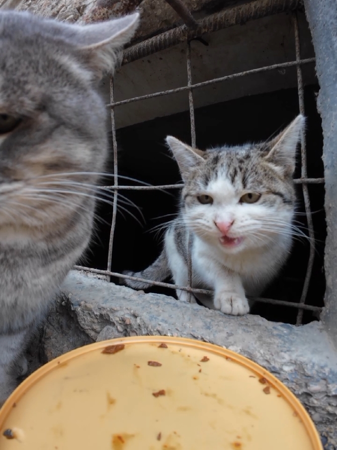 The harsh life of street animals #kitty #animal #animals 