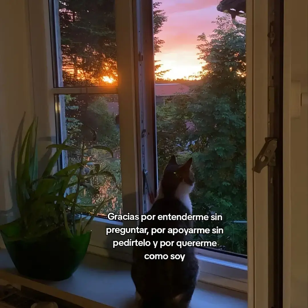 Te amo más de lo que mis palabras pueden expresar y me han permitido darte a entender #ponmeenparati #meow #cats #gatitos #michis #gato #catsoftiktok #reallove #contenido 