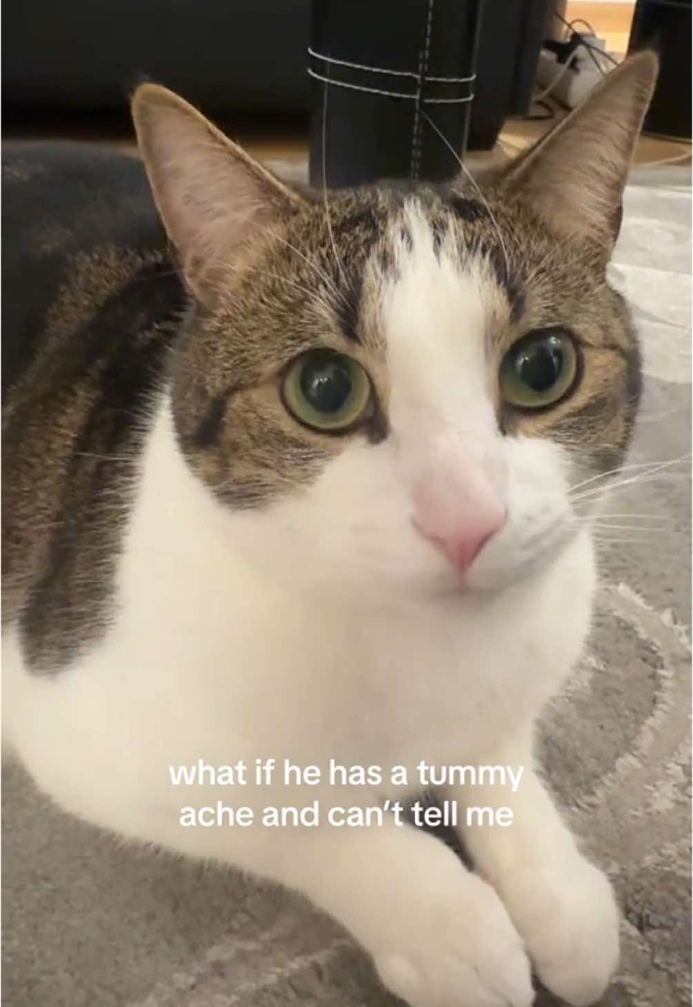 🥺#catsoftiktok #sunny #sunnysmeowments