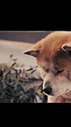 A movie which make my heart broken#movie#oldfilm#filmedit#dogmovie#hachiko 