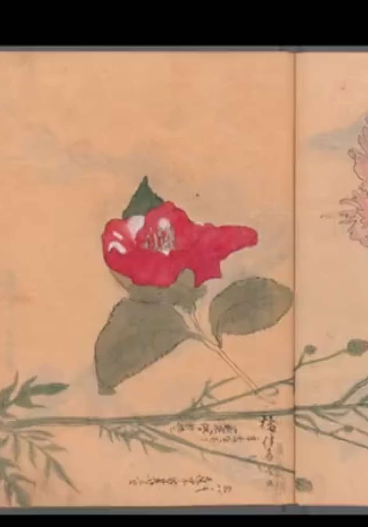 Ariyoshi Kondo (active c. 1826-1840) was a japanese artist and the drawings in the three sketchbooks are mostly beautiful flowers. I it such a wonderful botanical world unfolding in his illustrations. part 2