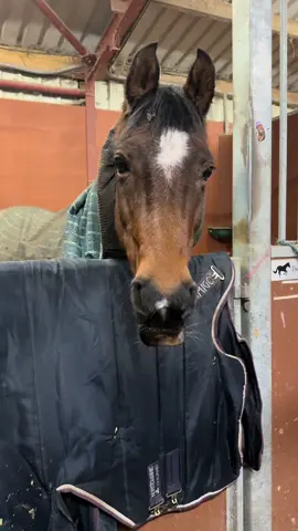 Please watch the second part because i cannot deal 😭😭 #horse #equine #equestrian #fyp #horsesoftiktok #tiktok #horses 