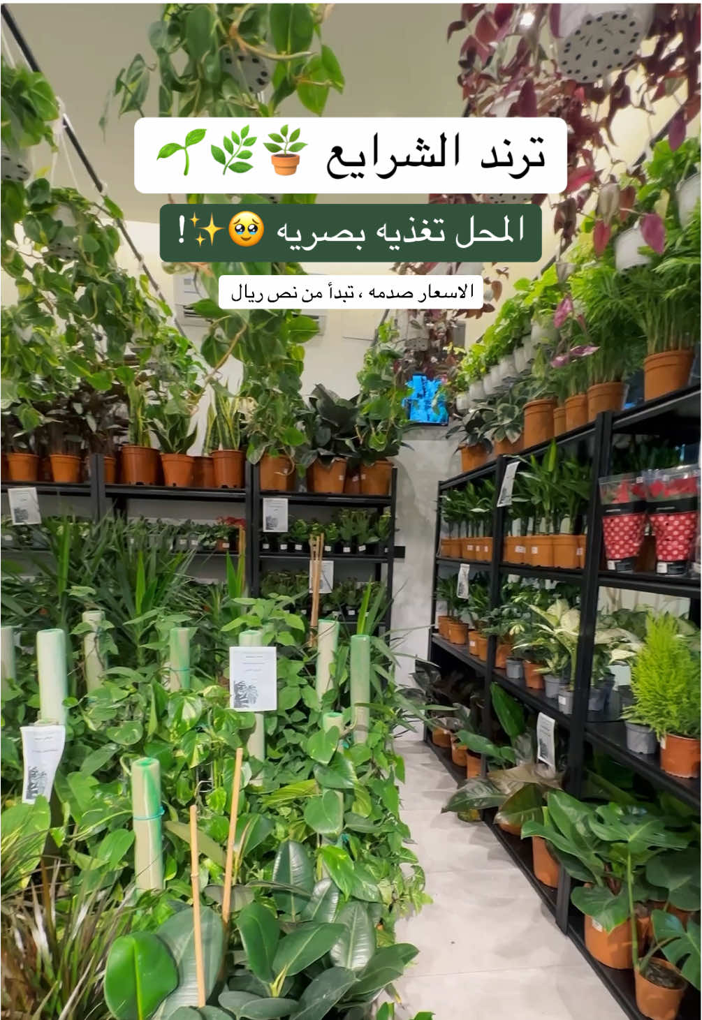 يجنن المحل كل شي طبيعي واسعارهم مناسبه جددا 🥹👏 @فلاورز للنباتات 🌱 #fyp #تيك_توك #اكسبلور #foryou #الشرايع #نباتات #اماكن_مكة