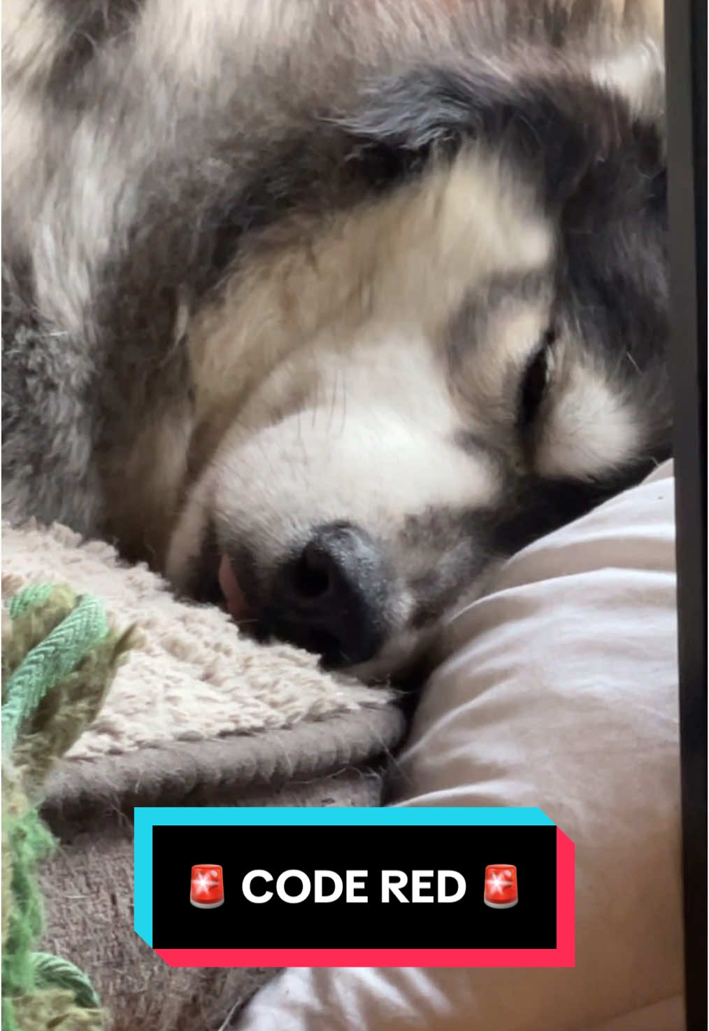 [Michael Scott Voice] “OH MY GOD! IT’S HAPPENING!” 🐺🚨🤯 #siberianderpskies #siberianhuskies #siberianhusky #huskiesoftiktok #husky #dogsoftiktok #huskies 