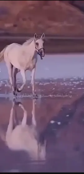 مـــــزون البــقـمـي👑