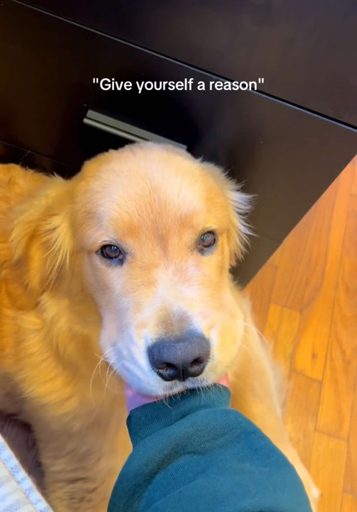 Give yourself a reason ❤️ i love him so much. #dogsoftiktok #doglove